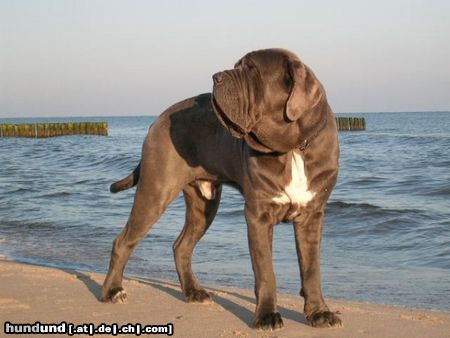 Mastino Napoletano Hunde Foto 20957 in höherer Auflösung ansehen Mastino Napoletano