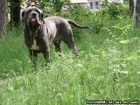 Mastino Napoletano Hunde Foto 22235 in höherer Auflösung ansehen Mastino Napoletano Bääääh