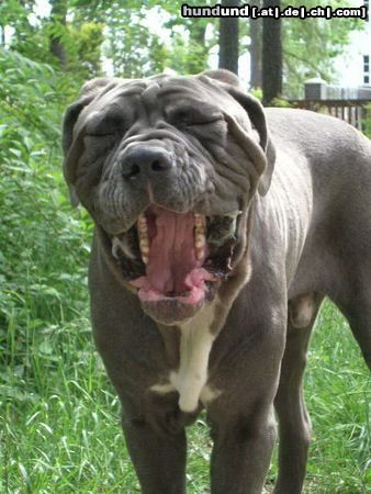 Mastino Napoletano Hunde Foto 22236 in höherer Auflösung ansehen Mastino Napoletano Sooo müüüüüüde!