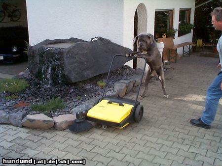 Mastino Napoletano Hunde Foto 9523 Mastino Napoletano Suche Stelle als Kehrhilfe!!!