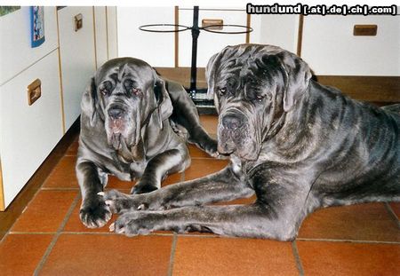Mastino Napoletano Hunde Foto 13945 Mastino Napoletano Fortuna und Sergio