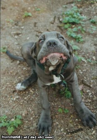 Mastino Napoletano Hunde Foto 14683 Mastino Napoletano Ich bin ein verzauberter FROSCH