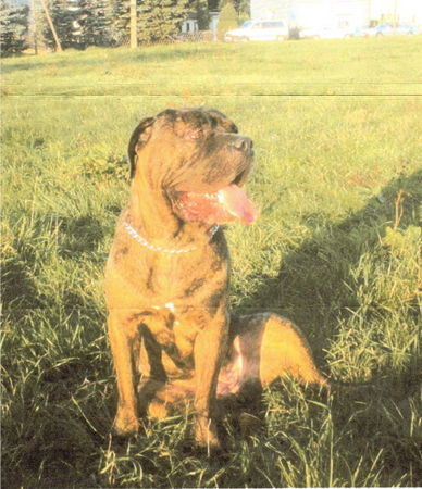 Mastino Napoletano Hunde Foto 26857 in höherer Auflösung ansehen Mastino Napoletano Gina
