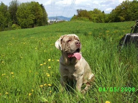 Mastino Napoletano Hunde Foto 41884 in höherer Auflösung ansehen Mastino Napoletano Gracia 6 Monate