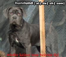 Mastino Napoletano Hunde Foto 7764 Mastino Napoletano Wieder nix zum beissen?