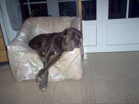 Mastino Napoletano Hunde Foto 36757 in höherer Auflösung ansehen Mastino Napoletano ist da jemand müde??