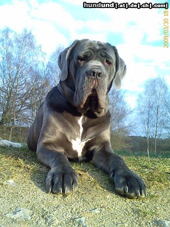 Mastino Napoletano Hunde Foto 44005 in höherer Auflösung ansehen Mastino Napoletano Massimo