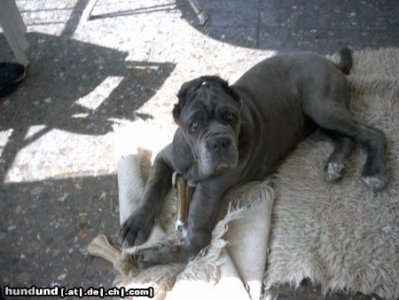 Mastino Napoletano Hunde Foto 10332 Mastino Napoletano Bin ich nicht schön ;-)) ???