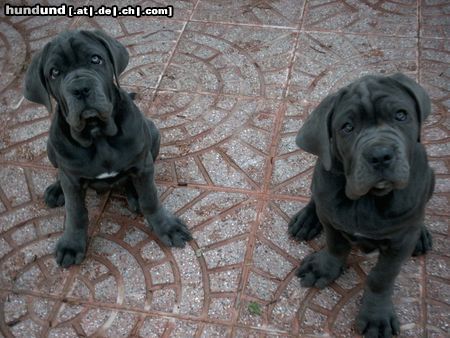 Mastino Napoletano Hunde Foto 10333 Mastino Napoletano Huhu ,hier sind wir !!!