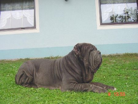 Mastino Napoletano Hunde Foto 37534 Mastino Napoletano Ina vom Schloss Velden