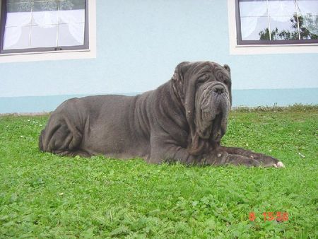 Mastino Napoletano Hunde Foto 37536 Mastino Napoletano Nero vom Schloss Velden