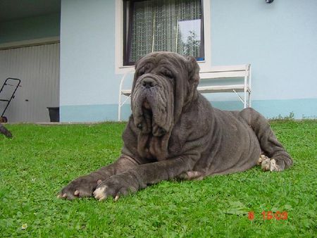Mastino Napoletano Hunde Foto 37537 Mastino Napoletano Ina vom Schloss Velden