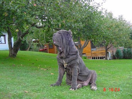 Mastino Napoletano Marcella vom Schloss Velden 