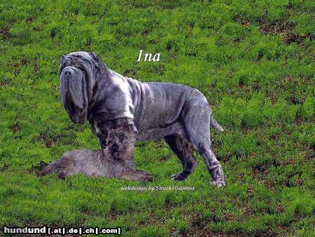 Mastino Napoletano Hunde Foto 10992 Mastino Napoletano Mastino Napoletano Hündin