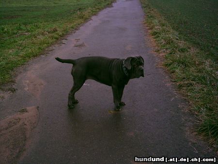 Mastino Napoletano Das ist mein schatz Stella