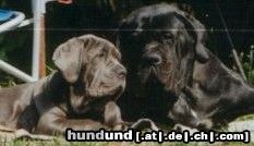 Mastino Napoletano Hunde Foto 15032 in höherer Auflösung ansehen Mastino Napoletano Artu und Benito