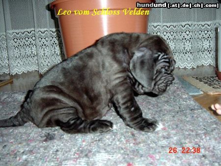 Mastino Napoletano Hunde Foto 10993 Mastino Napoletano Mastino Napoletano Hündin
