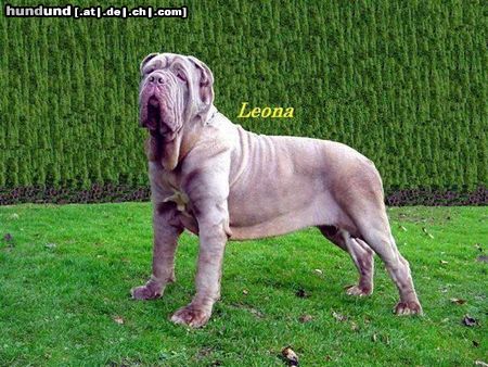 Mastino Napoletano Hunde Foto 11134 Mastino Napoletano www.mastino-napoletano.com