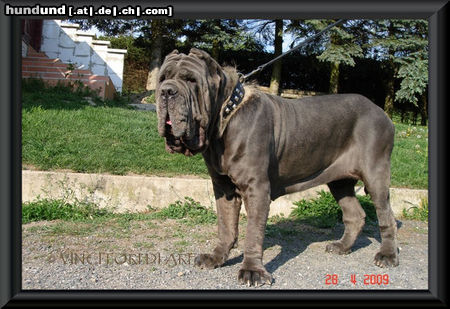 Mastino Napoletano  Miriam Di Fondo Anfossi 