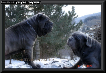 Mastino Napoletano Wenn Du mich schnappen kannst...............