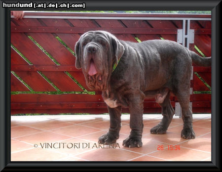 Mastino Napoletano Mastino Napoletano Rüde 4 Jahre alt