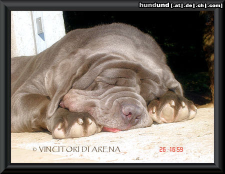 Mastino Napoletano Pssst laß mich schlafen..............