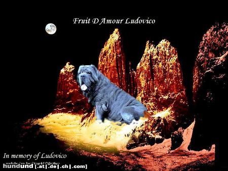 Mastino Napoletano Hunde Foto 11104 Mastino Napoletano Ludovico D Fruit Amour