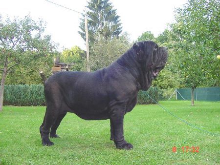 Mastino Napoletano Marcella vom Schloss Velden 