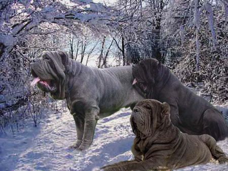 Mastino Napoletano Hunde Foto 37545 in höherer Auflösung ansehen Mastino Napoletano Mastini vom Schloss Velden