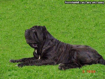 Mastino Napoletano Hunde Foto 11065 Mastino Napoletano Mastino Napoletano Rüde