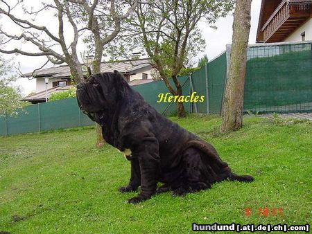 Mastino Napoletano Hunde Foto 11066 Mastino Napoletano Mastino Napoletano Rüde
