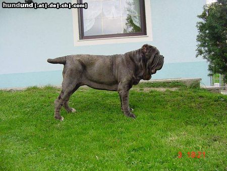 Mastino Napoletano Hunde Foto 11067 Mastino Napoletano Mastino Napoletano Hündin 13 Monate alt