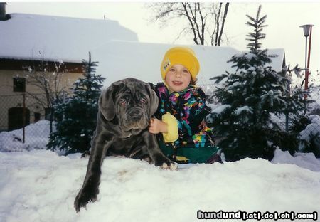 Mastino Napoletano Hunde Foto 15986 Mastino Napoletano