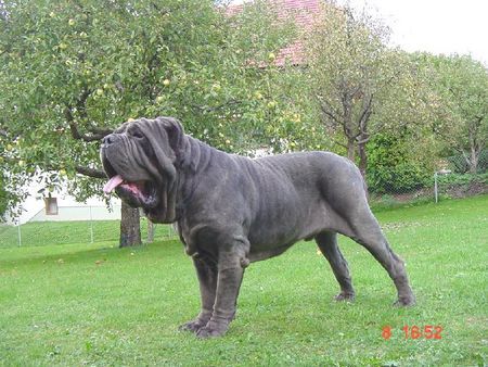 Mastino Napoletano Nero vom Schloss Velden 