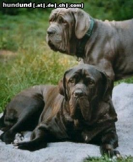 Mastino Napoletano Hunde Foto 15029 in höherer Auflösung ansehen Mastino Napoletano Artu und Benito