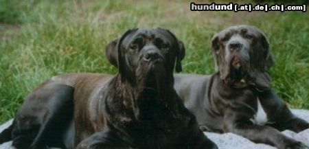 Mastino Napoletano Hunde Foto 14685 Mastino Napoletano
