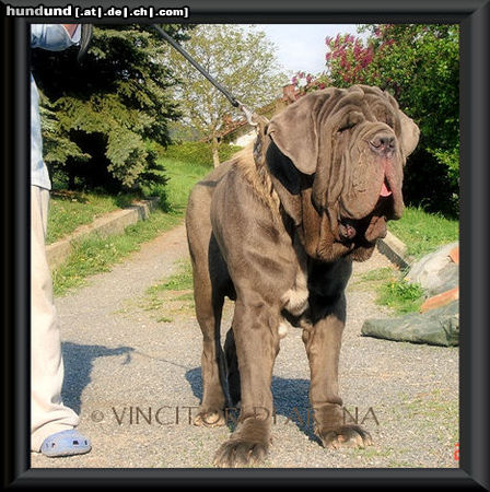 Mastino Napoletano Mastino Napoletano Rüde 1 Jahr alt