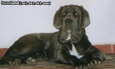 Mastino Napoletano Hunde Foto 14687 Mastino Napoletano