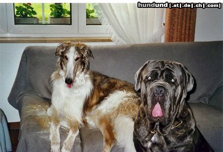 Mastino Napoletano Hunde Foto 13944 Mastino Napoletano Opium und Sergio