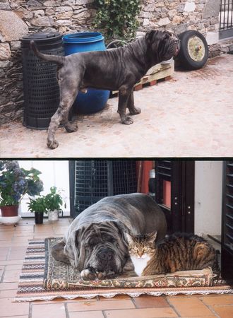 Mastino Napoletano Hunde Foto 2366 Mastino Napoletano Orso der Sieger