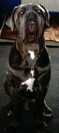 Mastino Napoletano Hunde Foto 31809 in höherer Auflösung ansehen Mastino Napoletano Mastino Rüde Butsch, ein Bild von einem Hund