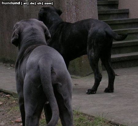 Mastino Napoletano Hunde Foto 17229 Mastino Napoletano Ein schöner Rücken......