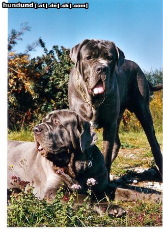 Mastino Napoletano Hunde Foto 7615 Mastino Napoletano Grande Sergio und Fortuna