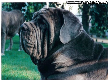 Mastino Napoletano Hunde Foto 7620 Mastino Napoletano Diablo v.Thiersteinerschloss(Ch+Int.Champion)