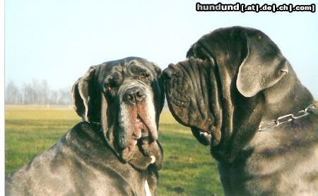 Mastino Napoletano Hunde Foto 7637 Mastino Napoletano Gina und Diablo