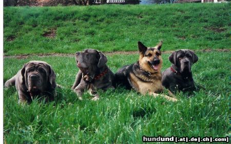 Mastino Napoletano Hunde Foto 8055 Mastino Napoletano Diablo+Gina+Simba+Fortuna