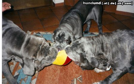 Mastino Napoletano Hunde Foto 8053 Mastino Napoletano Diablo+Fortuna+Gina
