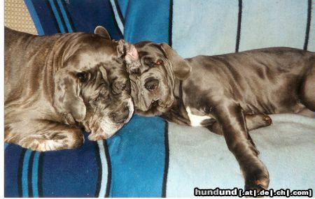 Mastino Napoletano Hunde Foto 8057 Mastino Napoletano Gina + Fortuna