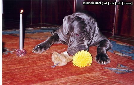 Mastino Napoletano Hunde Foto 8058 Mastino Napoletano Grande Sergio 1 Jahr Geburtstag