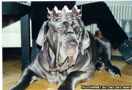 Mastino Napoletano Hunde Foto 8111 Mastino Napoletano Fortuna